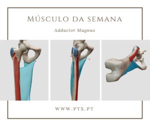 Adductor Magnus